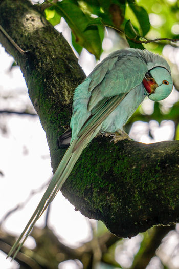 Close-up of bird perching on tree