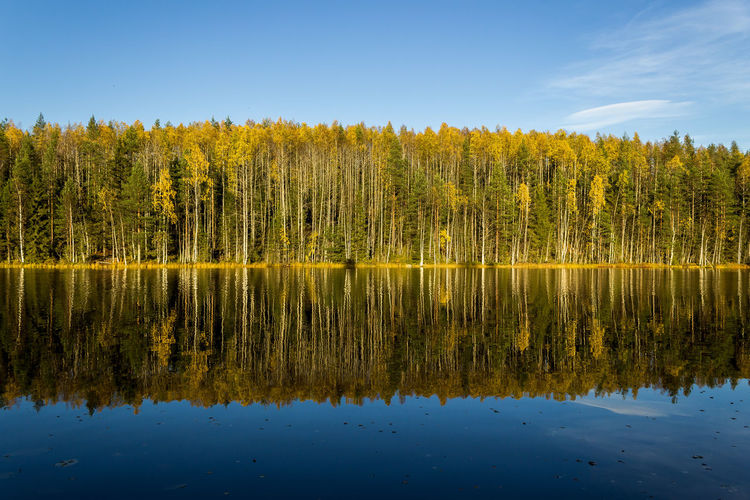 Reflection of trees on calm lake