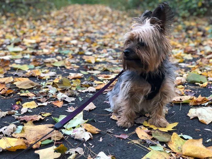 Dog on fallen leaves during autumn