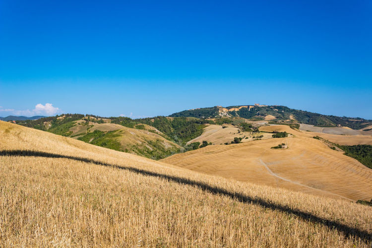 Scenic view of field against clear blue sky