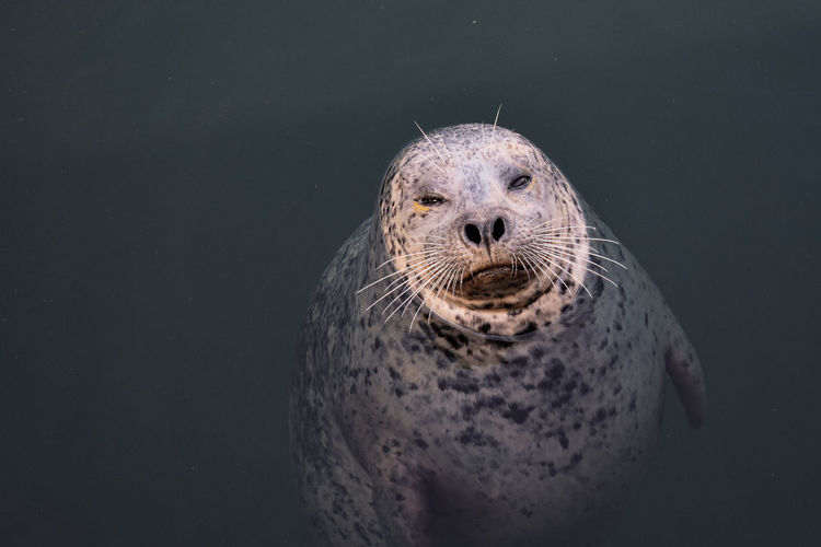 Friendly harbour seal
