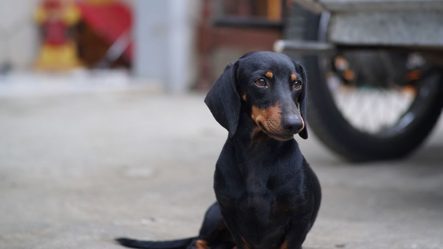 Close-up of black dog looking away