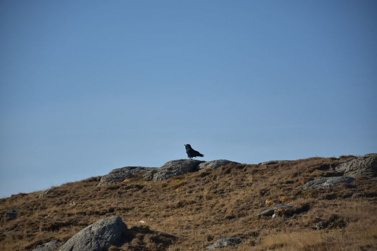 Low angle view of bird on rock against clear sky