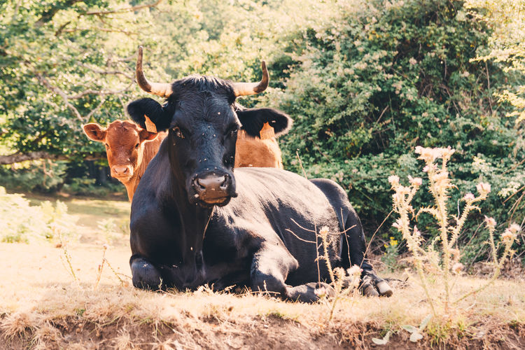 Black cow and her calf resting in the field.