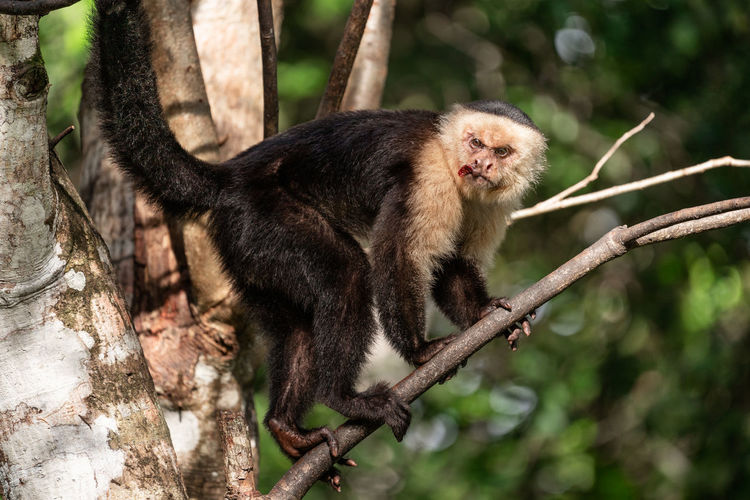 Close up of wild capuchin monkey with injured face in costa rica