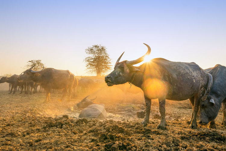 Buffaloes on field against clear sky