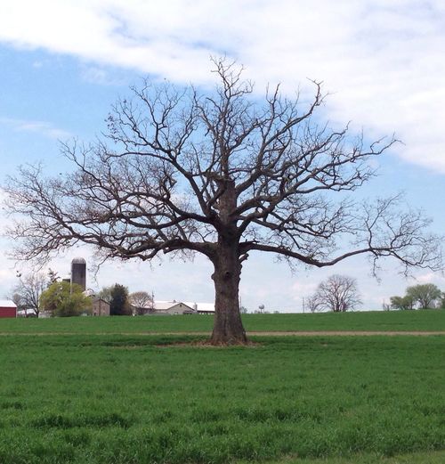 tree