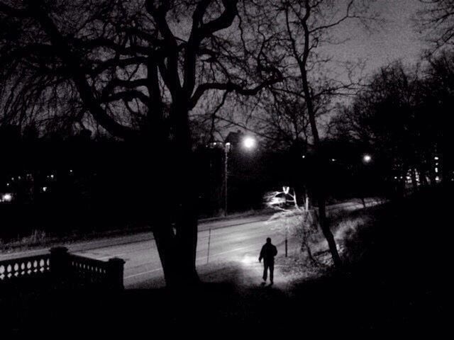 Silhouette of bare tree at night