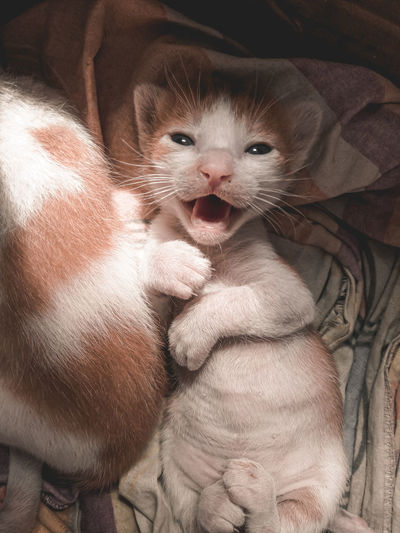 Close-up portrait of cat with kitten