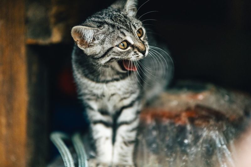 Close-up of cat roaring at home