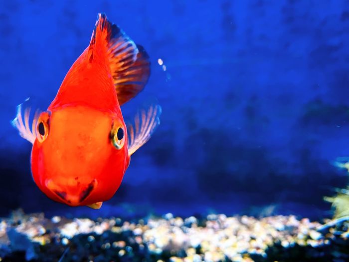 Fish swimming in sea