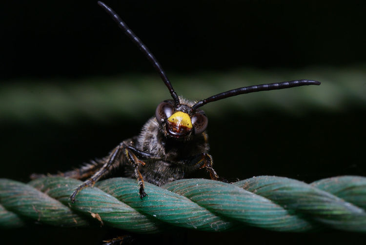Close-up of insect on rope