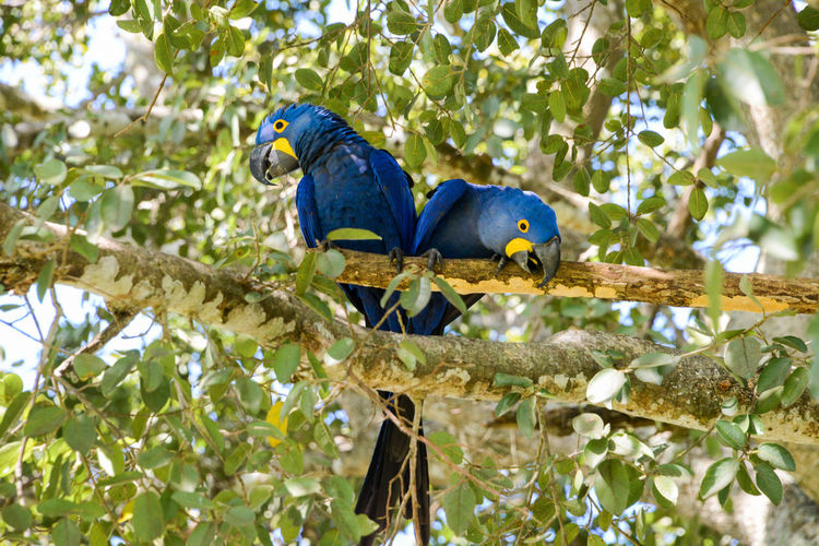 Two birds perching on branch