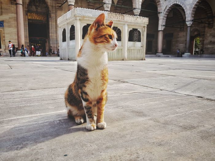 Cat looking away on street in city