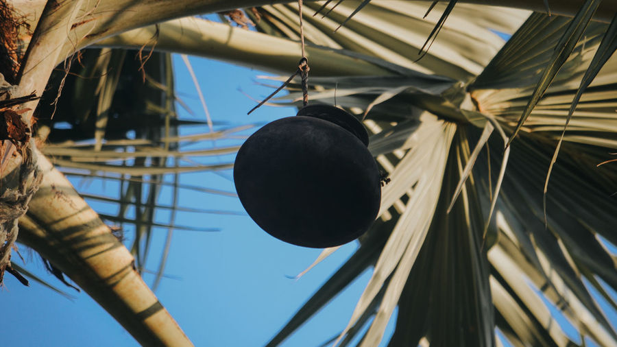 Low angle view of pot hanging on palm tree for collecting palm toddy.
