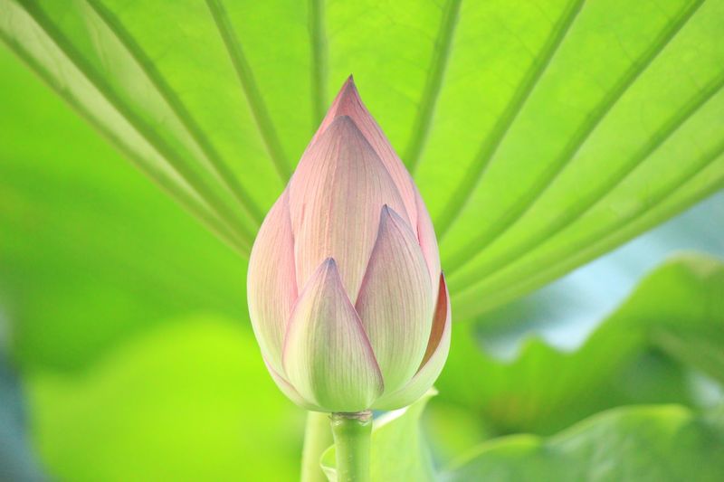 Close-up of lotus water lily bud growing against leaf