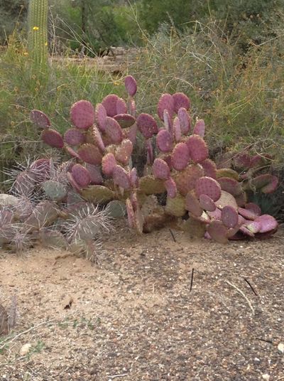 Close-up of pink succulent plant on field