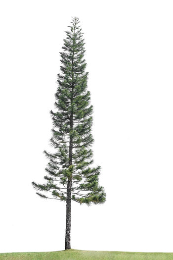 Pine tree on field against clear sky
