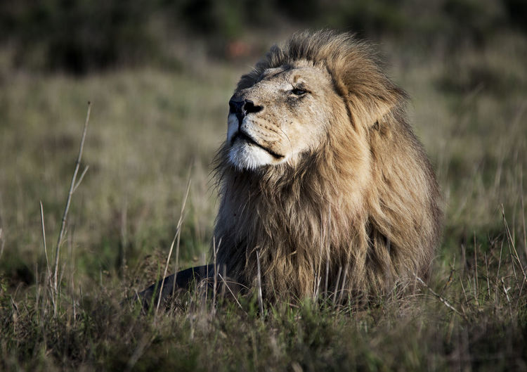 Gorgeous male lion in all his glory