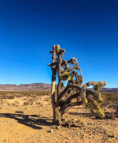 Tree in desert against clear blue sky