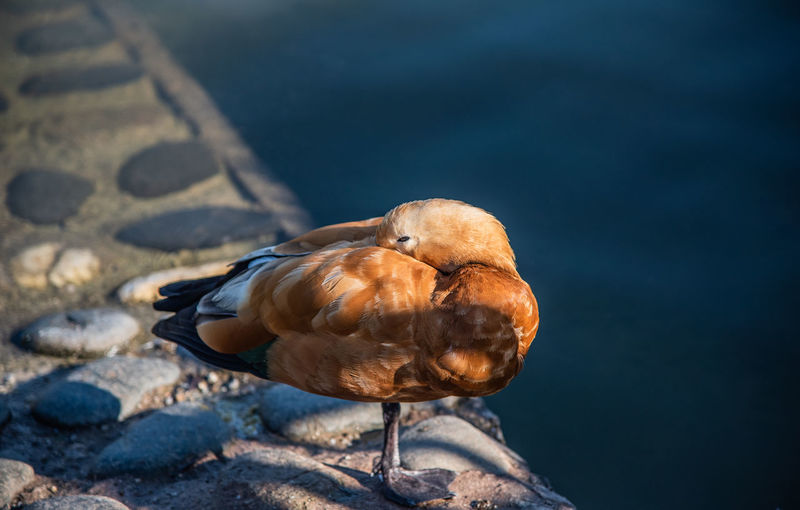 Close-up of bird perching on a lake