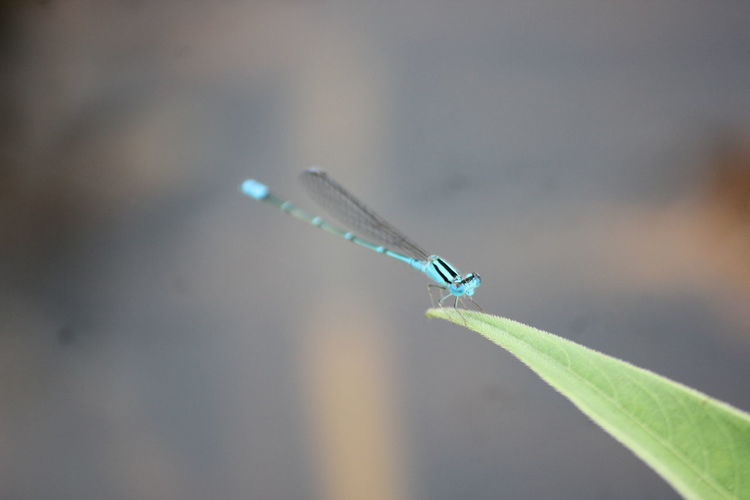 Close-up of damselfly on leaf against blurred background