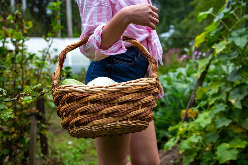 Faceless oman with basket of organic vegetables