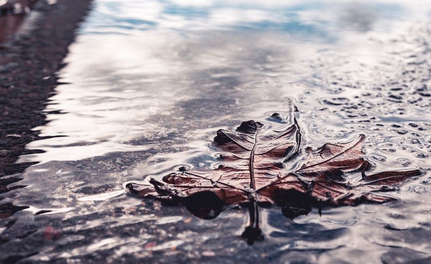 High angle view of dry leaves floating on water