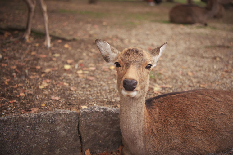 Portrait of deer on field