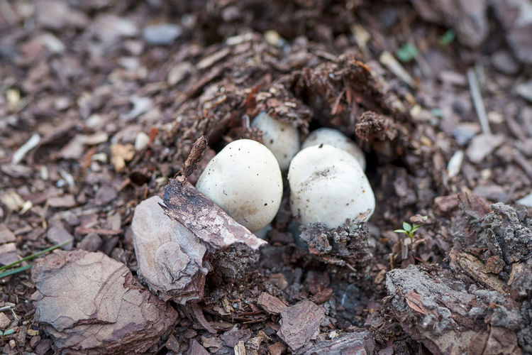 Agaricus xanthodermus, known as the yellow-staining karbol mushroom comes from the loose brown soil