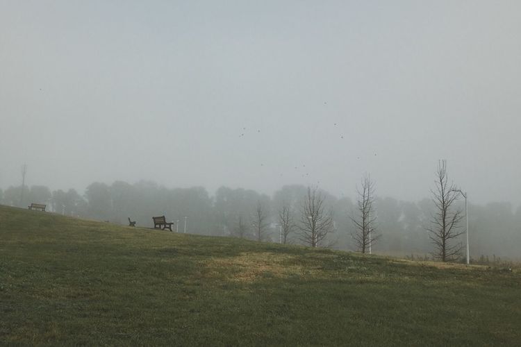 Scenic view of grassy field against sky during foggy weather