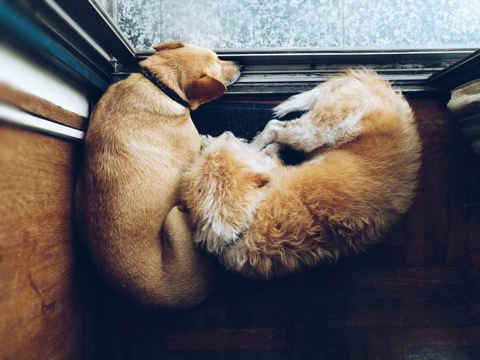 Top view of two of dogs