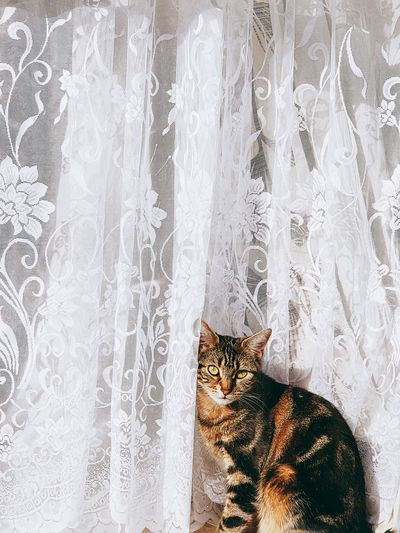 Portrait of cat sitting on curtain