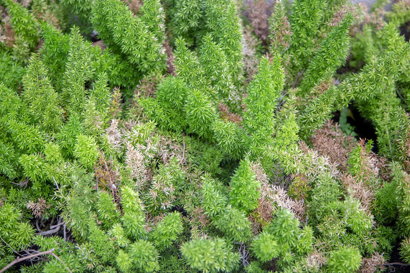 High angle view of plant growing on field