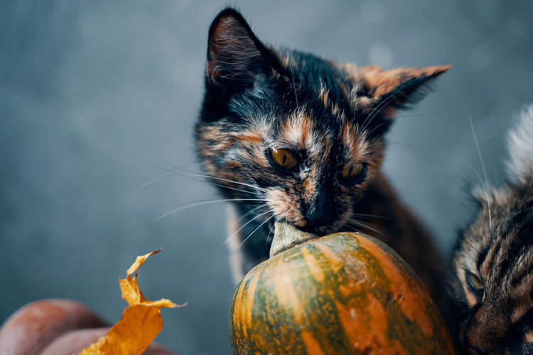 Close-up of cat by pumpkin against sky