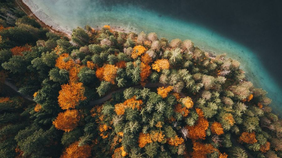 Aerial view of autumn trees by sea