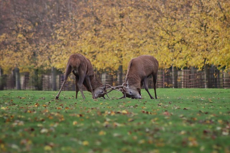 Stags sparring in a field