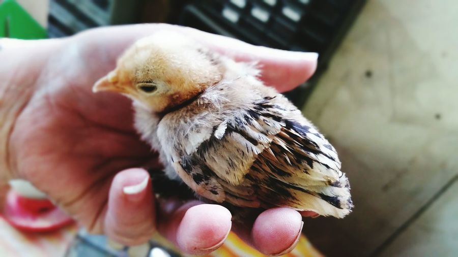 Cropped image of person holding baby chicken