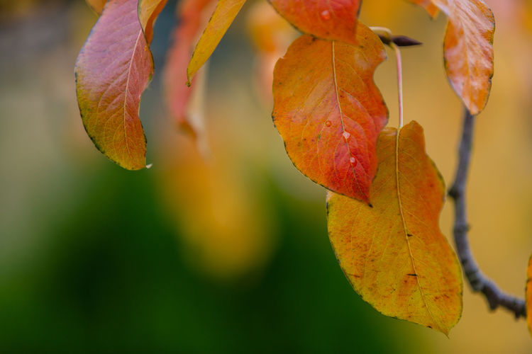 Close-up of autumnal leaves against blurred background