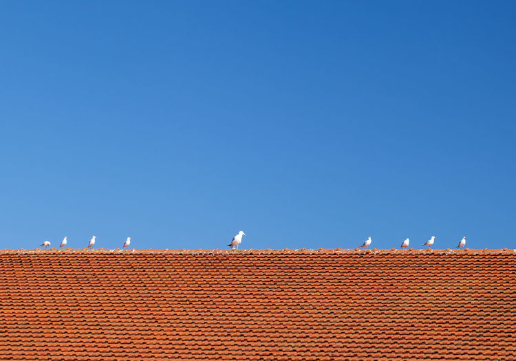 Low section seagulls perching on house roof against clear blue sky