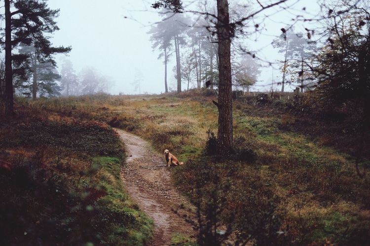Dog in forest against sky