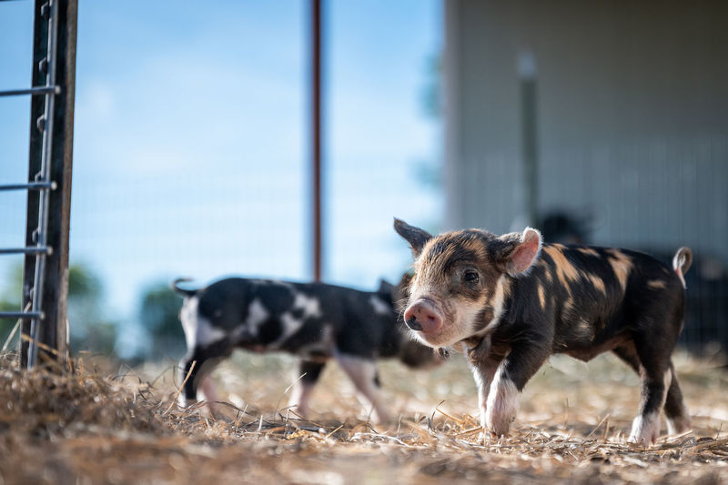 Brown, black and white piglets playing