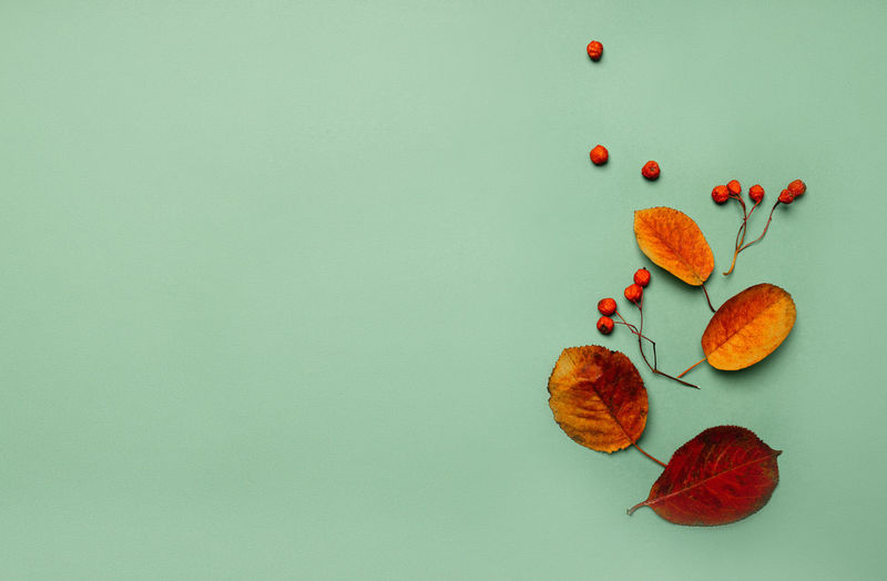 Autumn composition of leaves on a green background top view