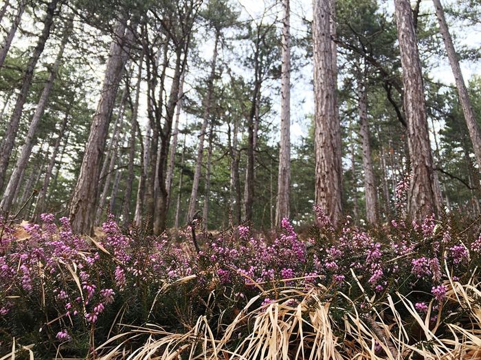 Purple flowering trees in forest