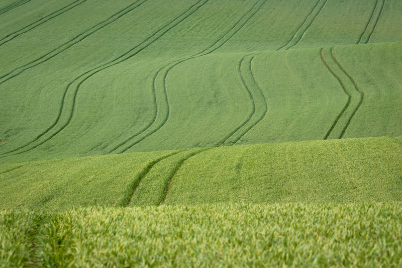 Young green wheat in a wavy and hilly field. agriculture background
