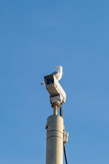 Low angle view of seagull perching on pole against clear blue sky