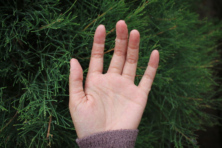Close-up of cropped hand of woman against pine tree