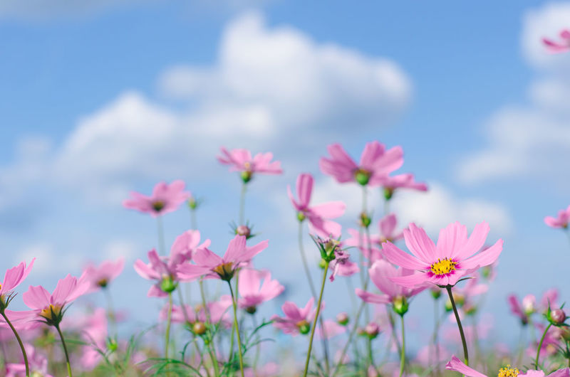 Close-up of pink cosmos flowers against sky