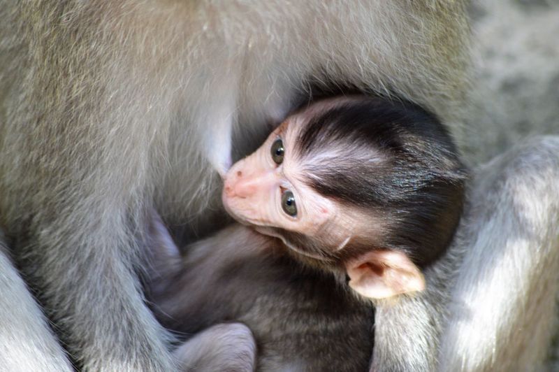 Close-up portrait of monkey