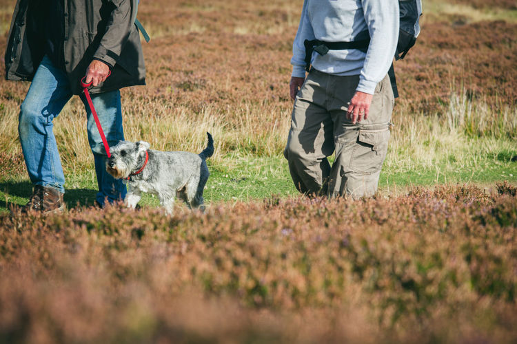 Low section of men with dog walking on field